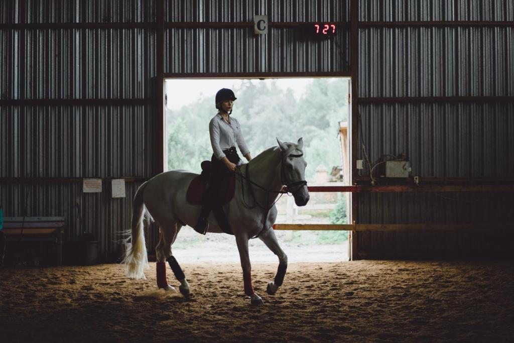 horse training
