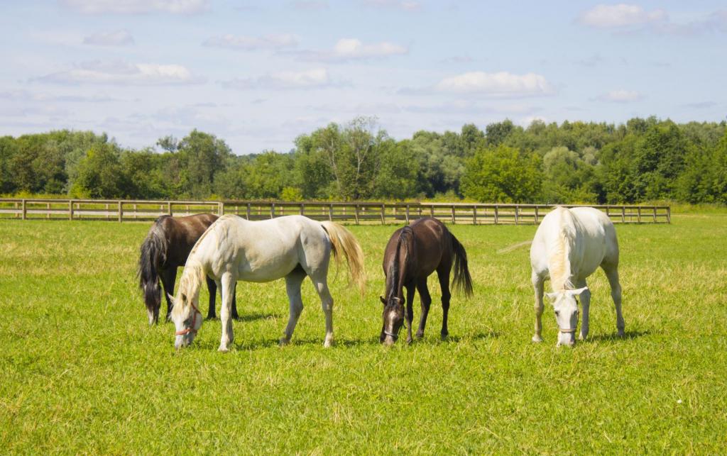 Horses in a field