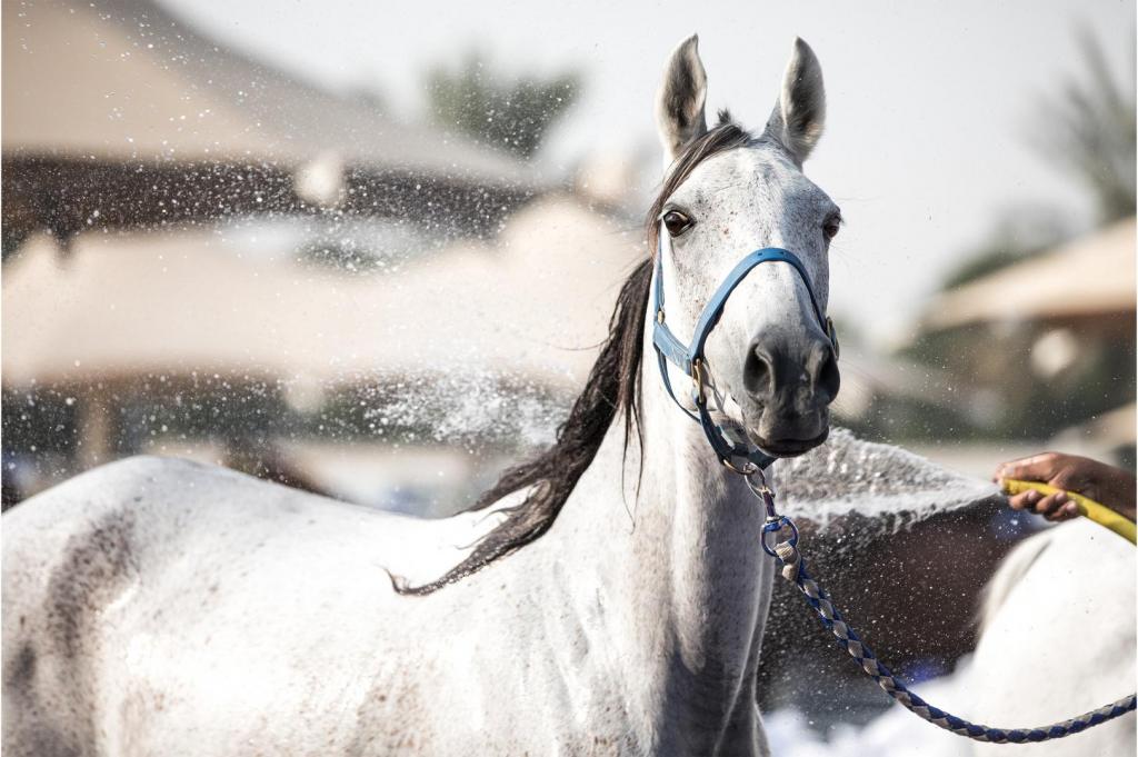 cooling horses