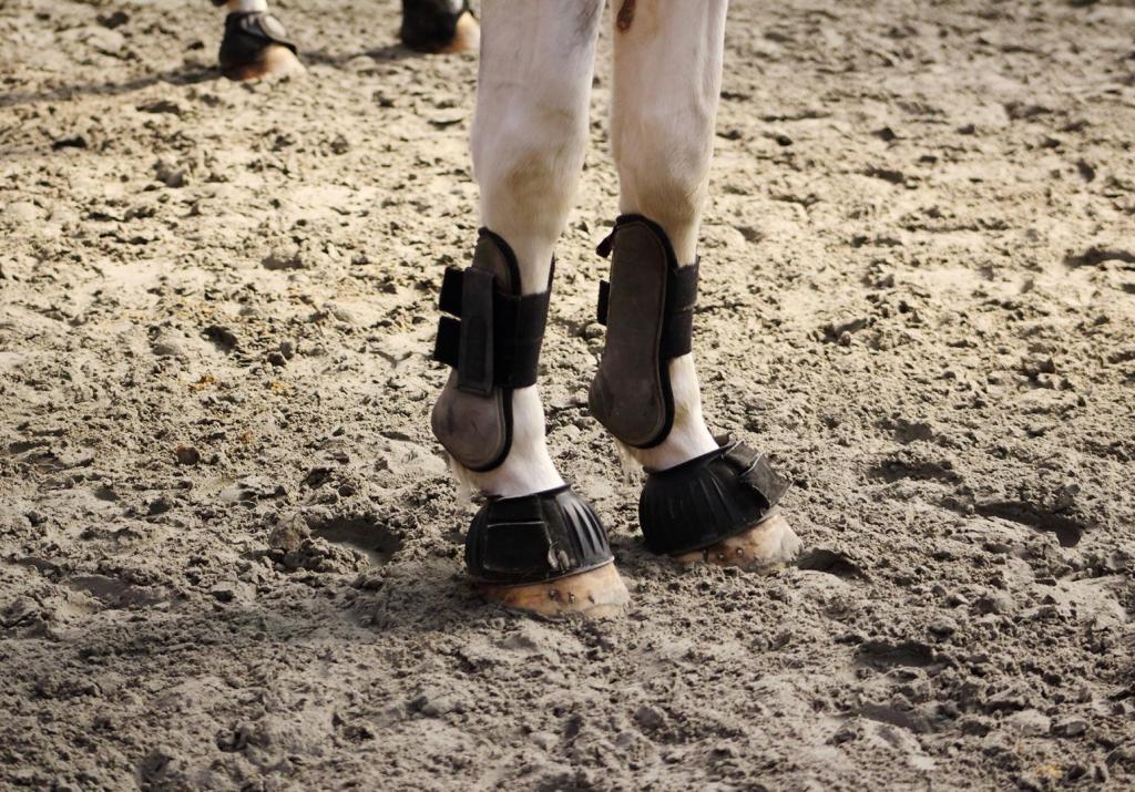splint and bell boots on grey horse 
