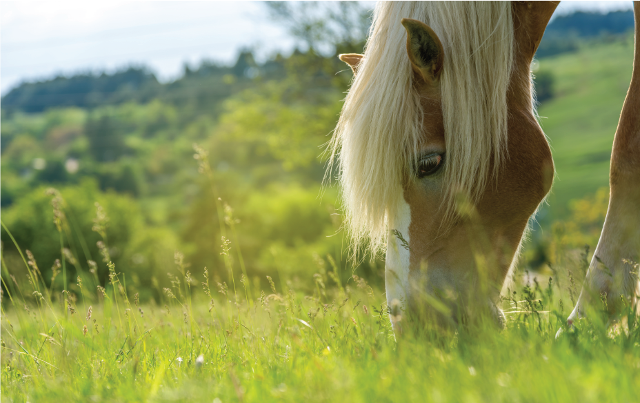 horse spring