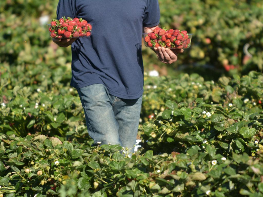 man carrying strawberries in crop 