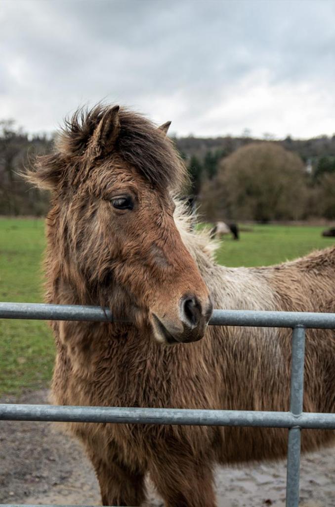 long haired horse 