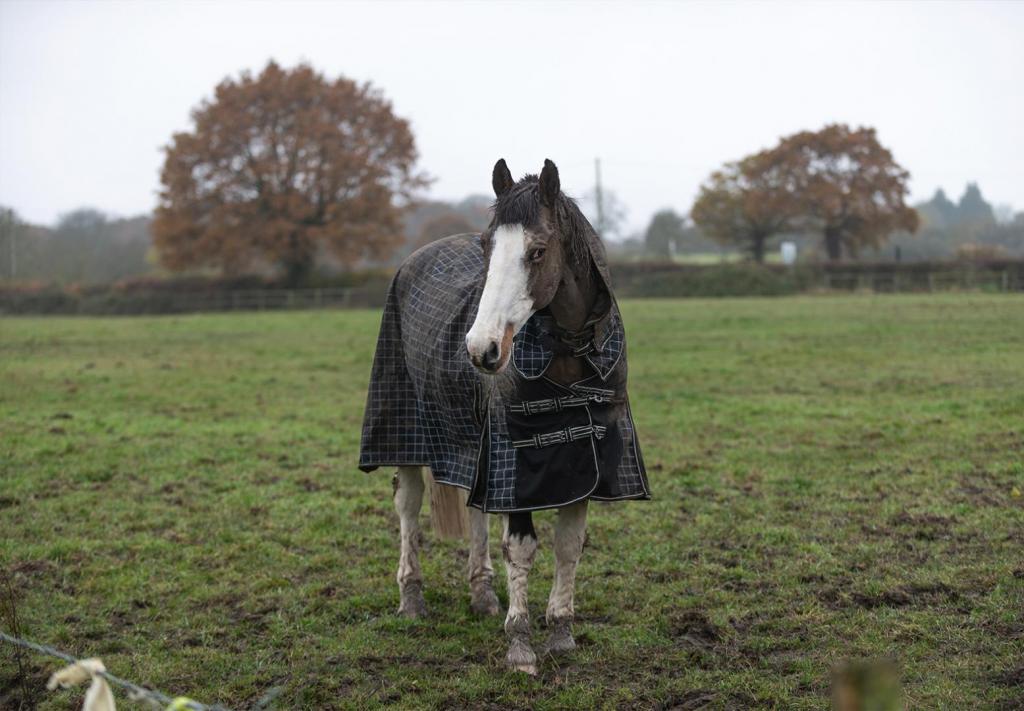 horse in muddy paddock