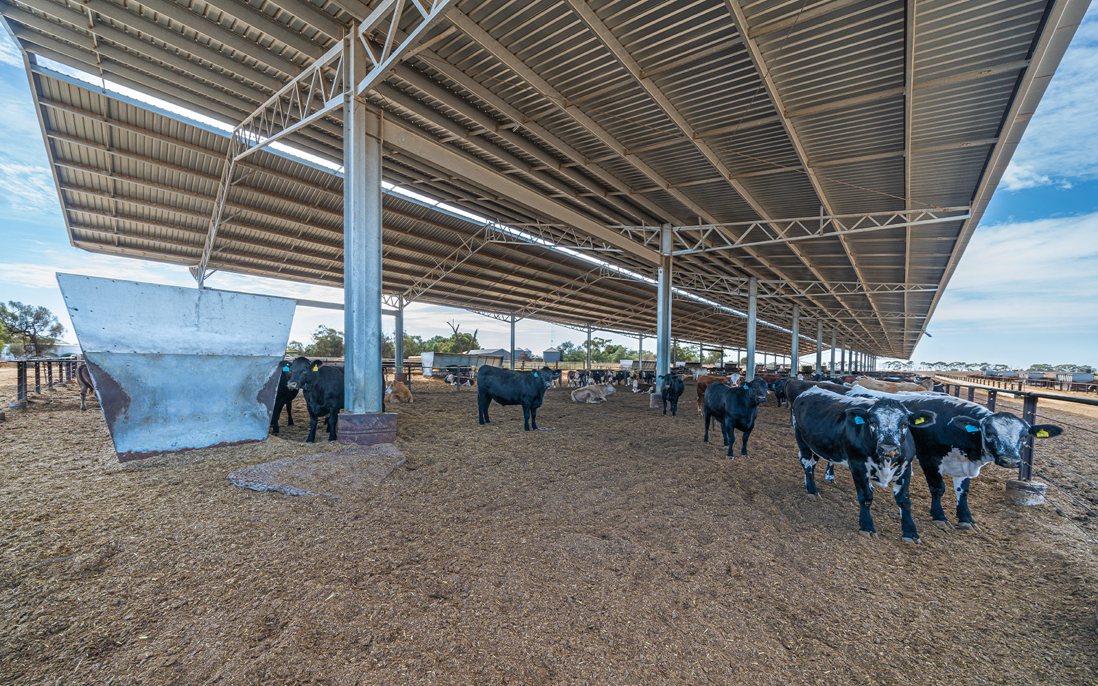 Darren Rethus feedlot area 