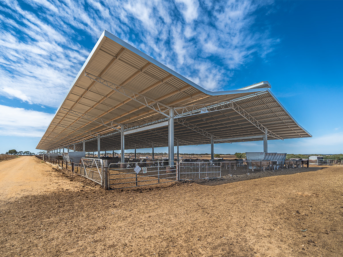 Darren Rethus feedlot