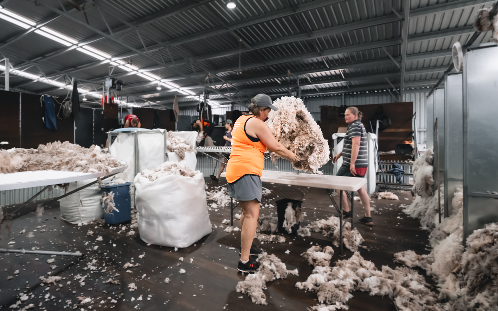 Egerton Farms agricultural shearing shed 