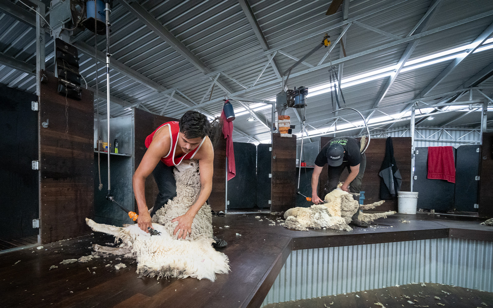 Egerton Farms shearing shed shearers