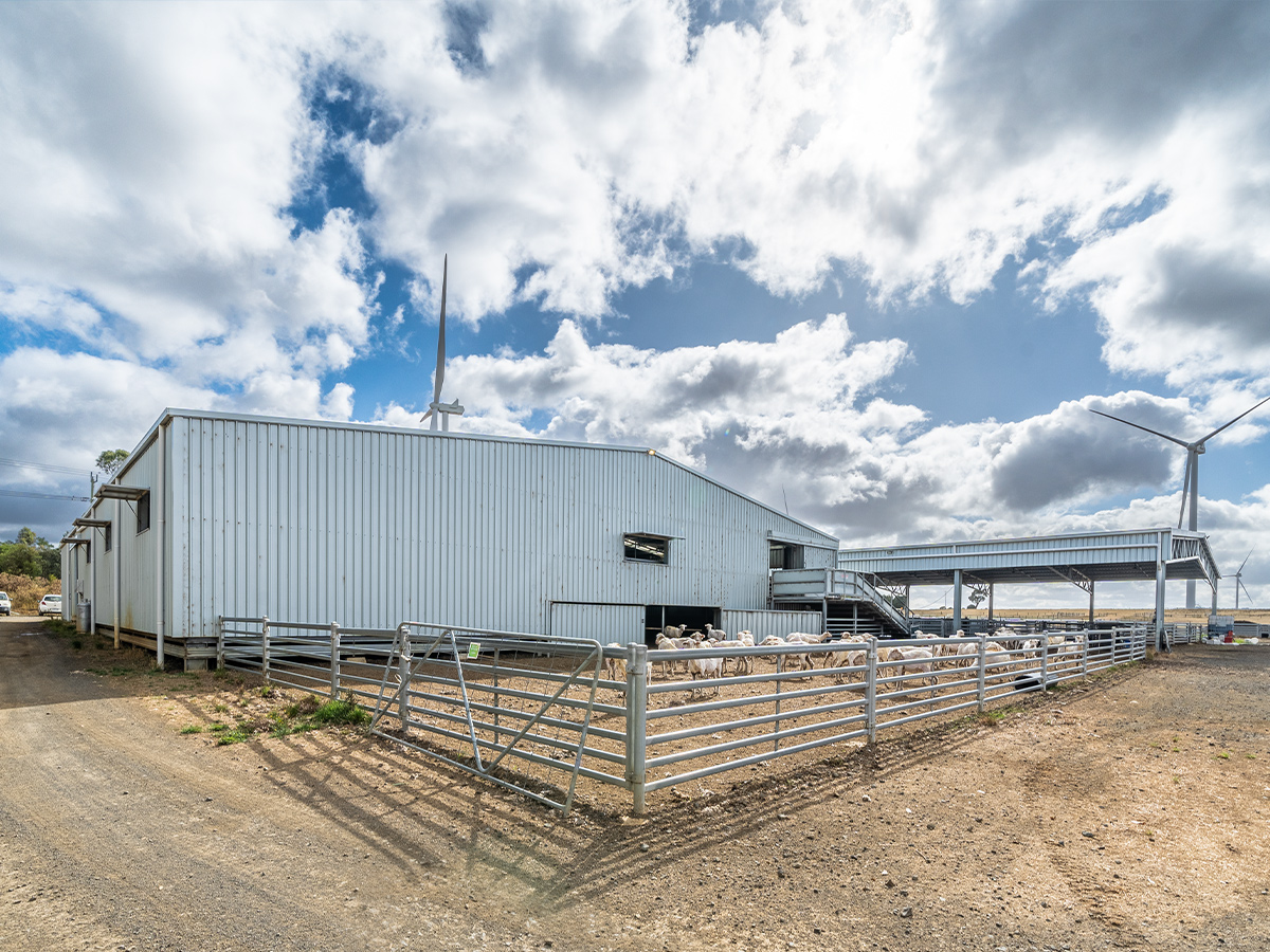 Commander Ag-Quip shearing shed
