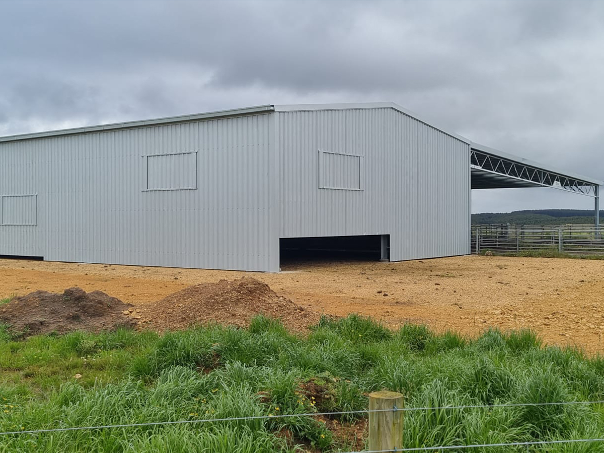 Sam Reid shearing shed