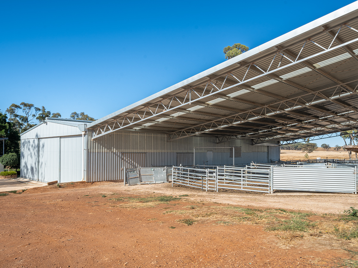 Tim Lockhart shearing shed
