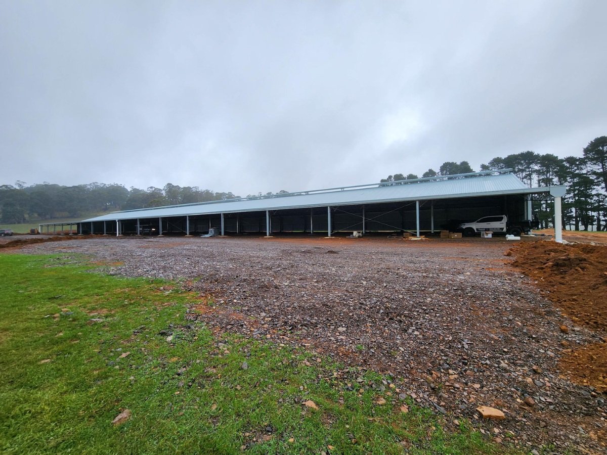 Sheep feedlot 