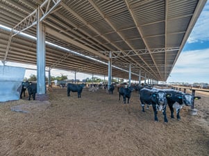 Darren Rethus feedlot 17_gallery
