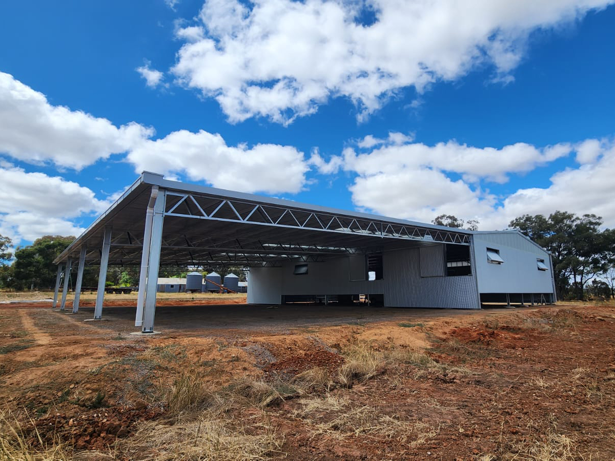 Nick Punton shearing shed