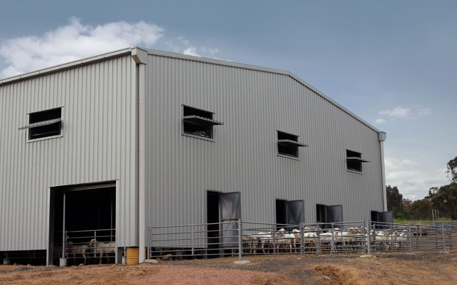 Coliban estate shearing shed