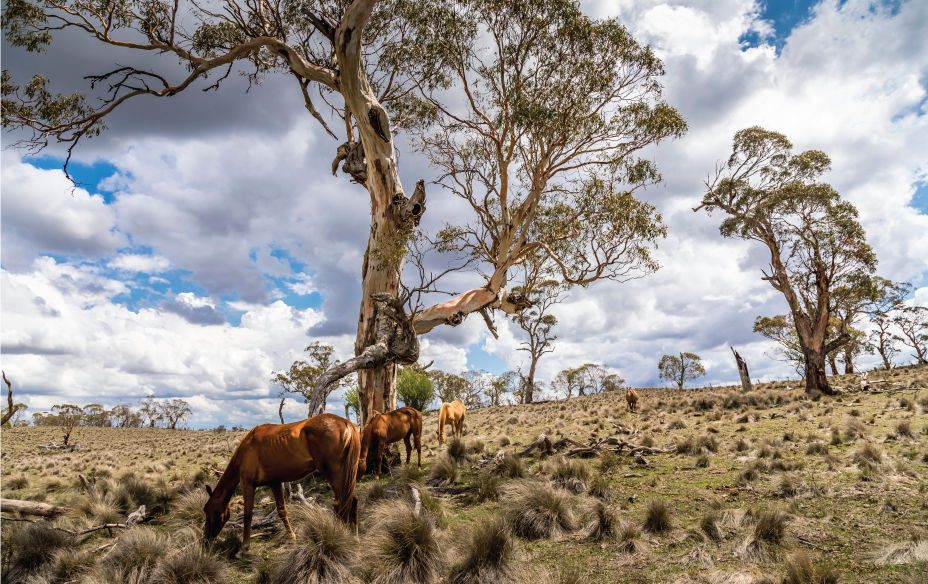 horses in summer