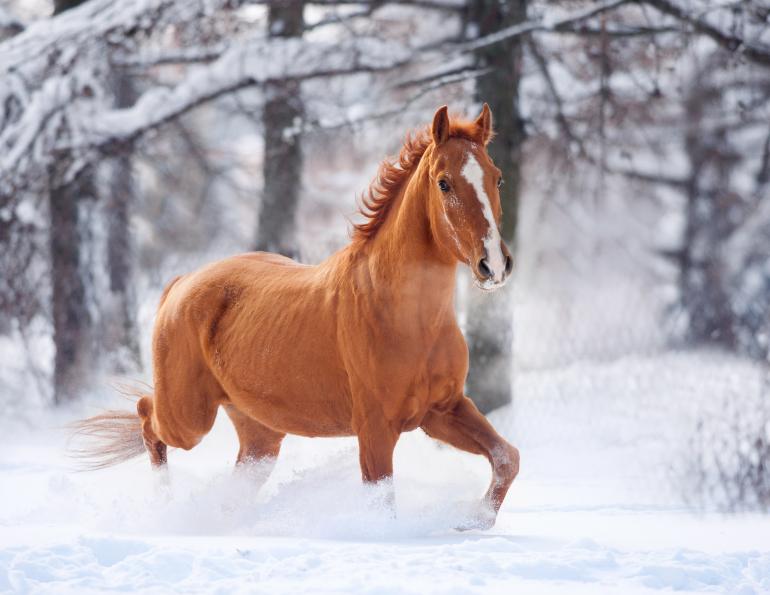 horse winter