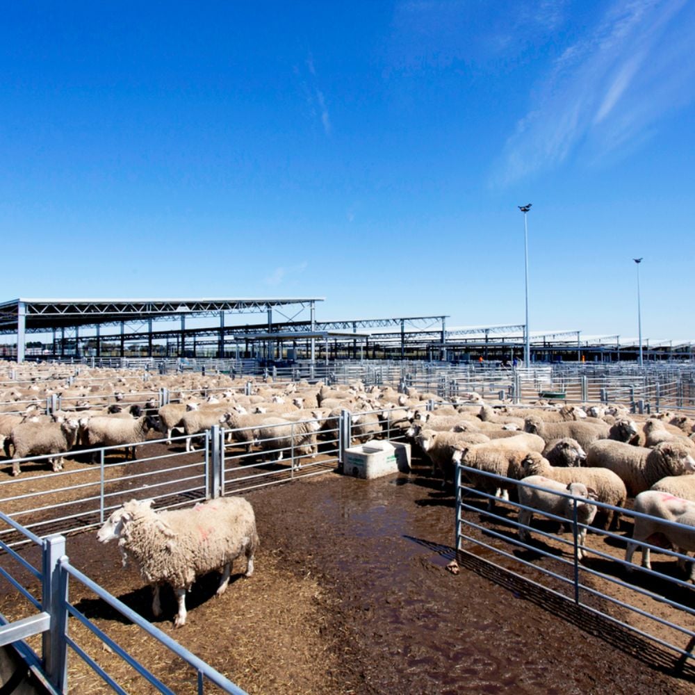 Ballarat saleyards 