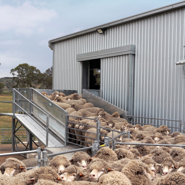 Coliban Estate shearing shed