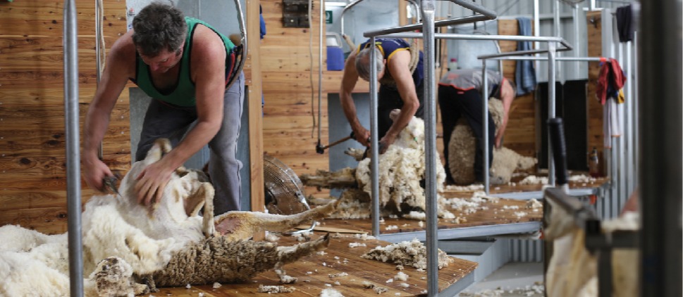 Coliban shearing shed
