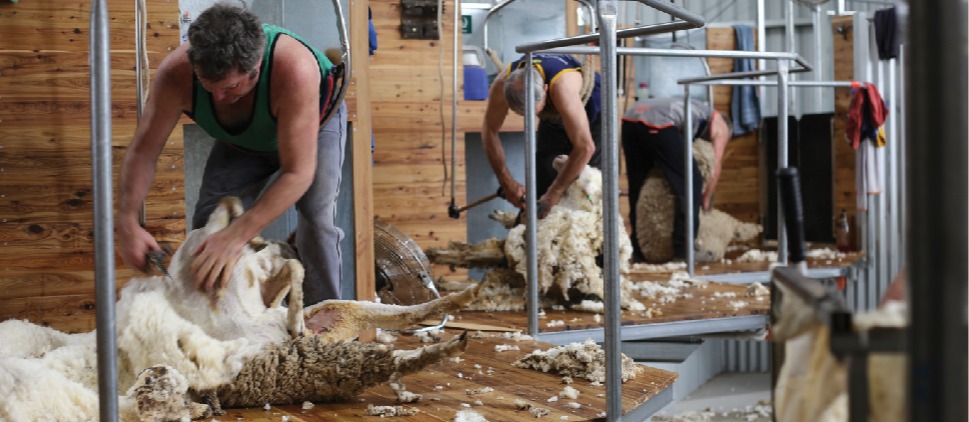Coliban shearing shed Coliban shearing shed