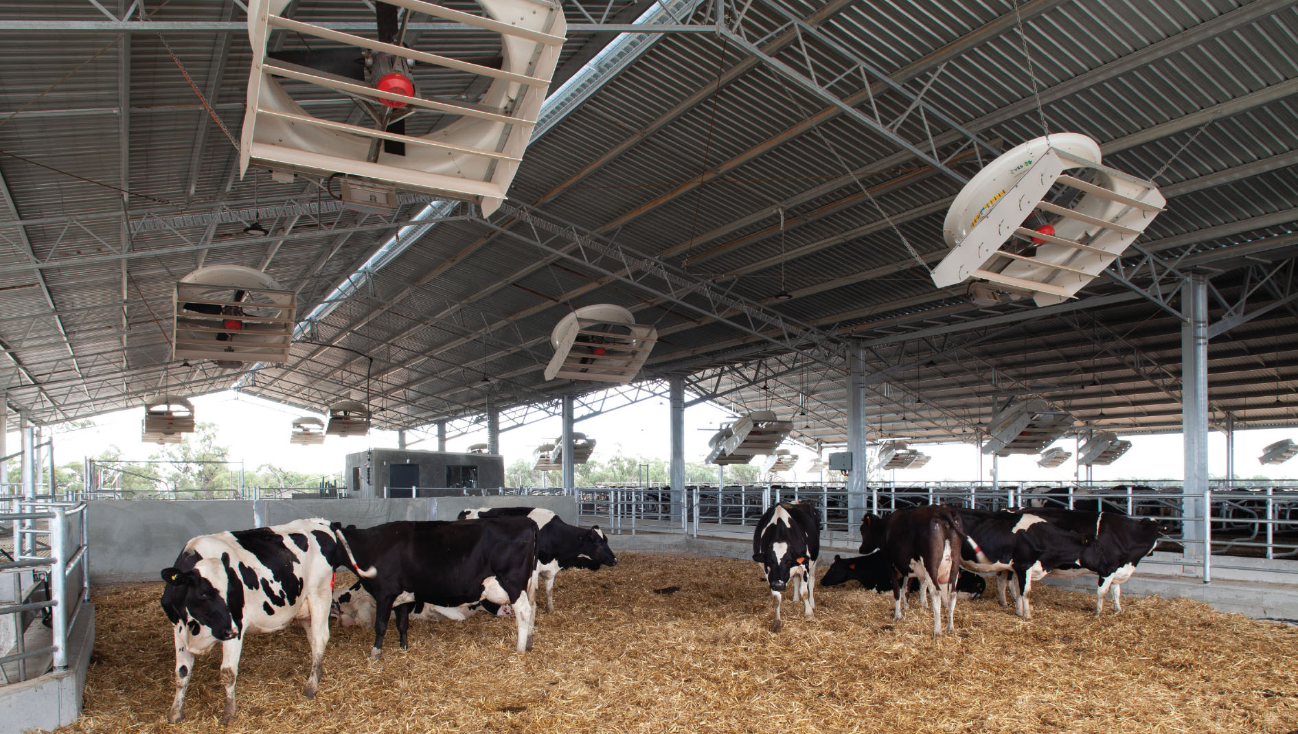 Dehne Vinnicombe dairy freestall barn