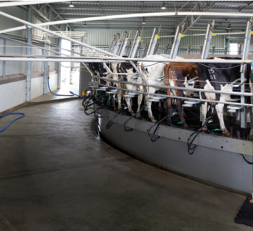 Inverloch dairy shed