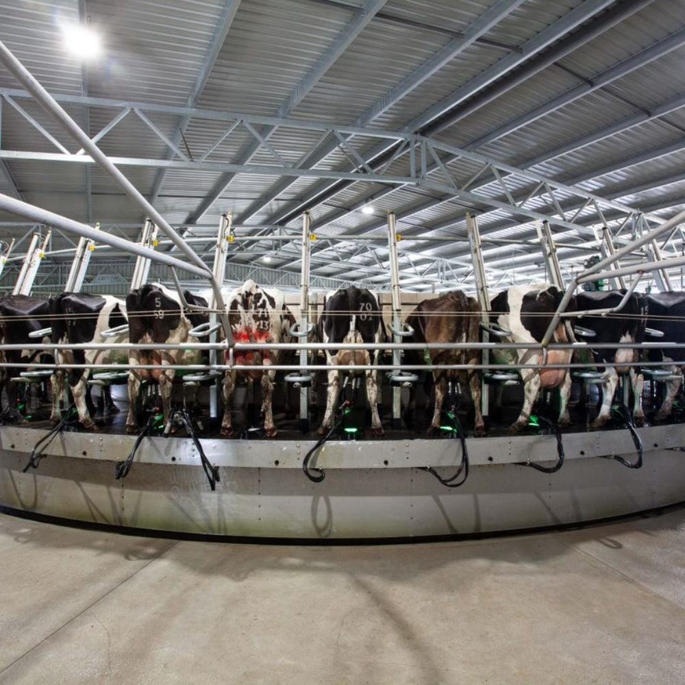 Inverloch rotary dairy farm shed 