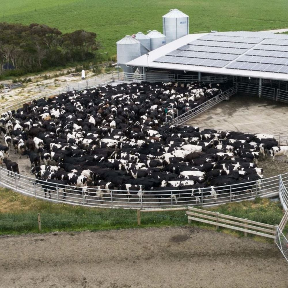 Inverloch rotary dairy barn farm