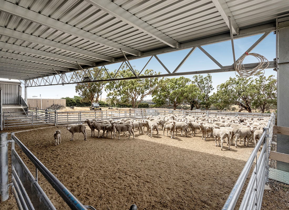 Sidonia sheep yard cover