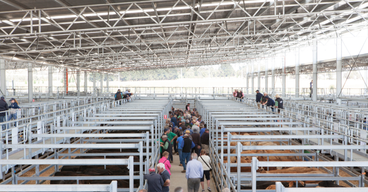 A crowd of farmers at the Ballarat Saleyards.