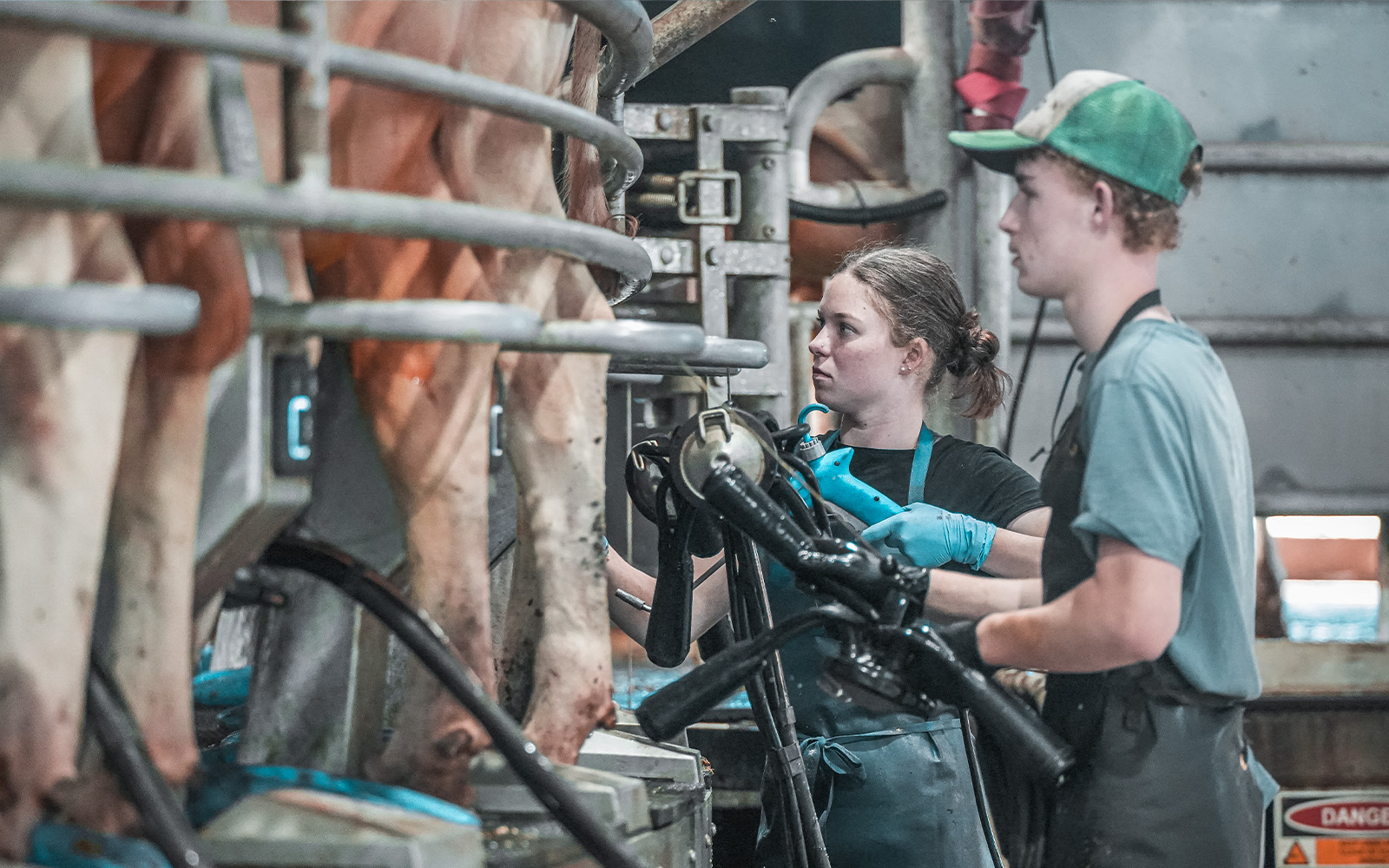 How Can Smarter Dairy Barns Solve Australia’s Milk Production Challenge?