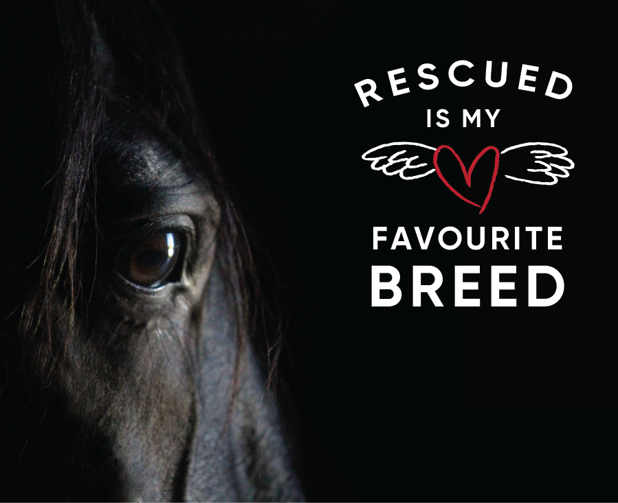 Amazing Australian horse rescue stories