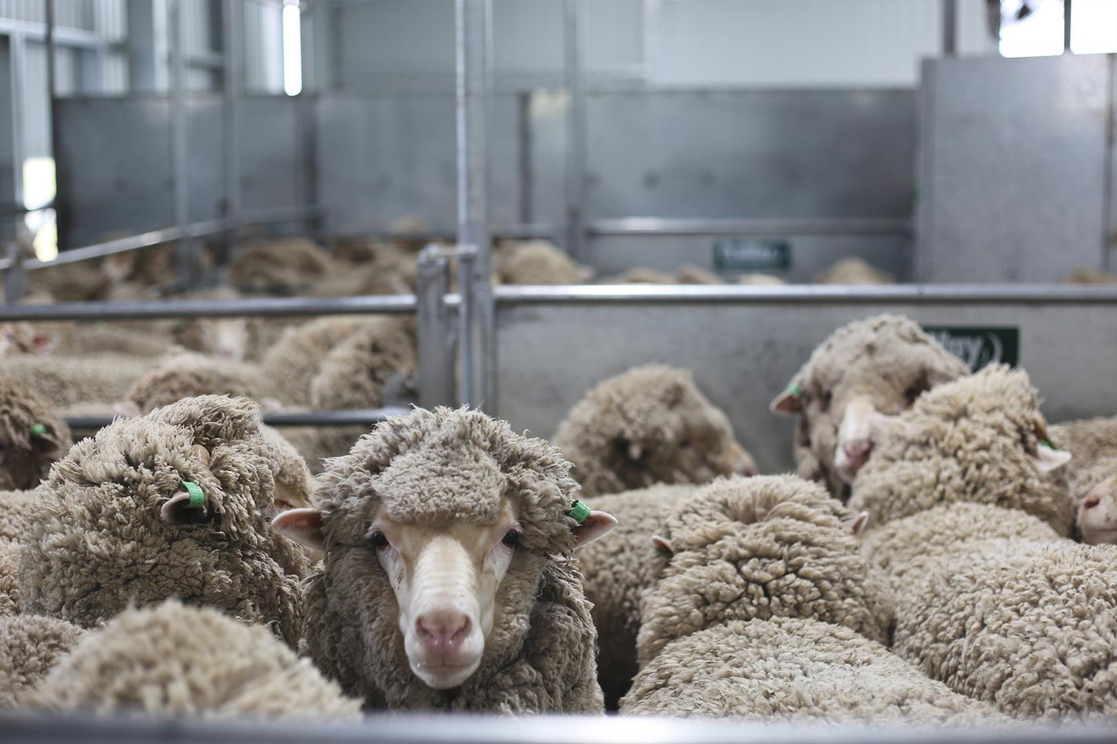 2020, a year to remember for the wool industry