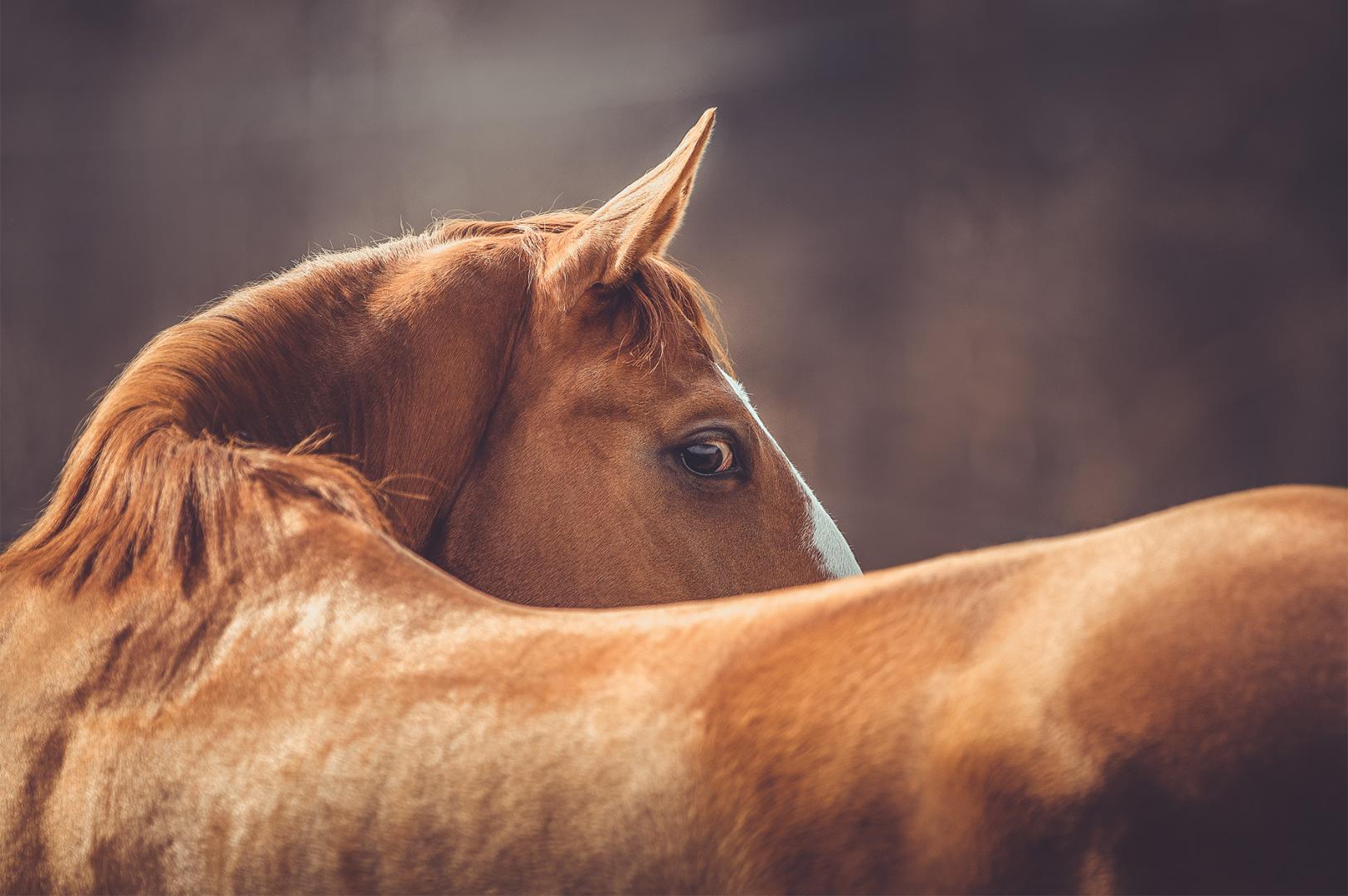 All about Topline Syndrome in horses