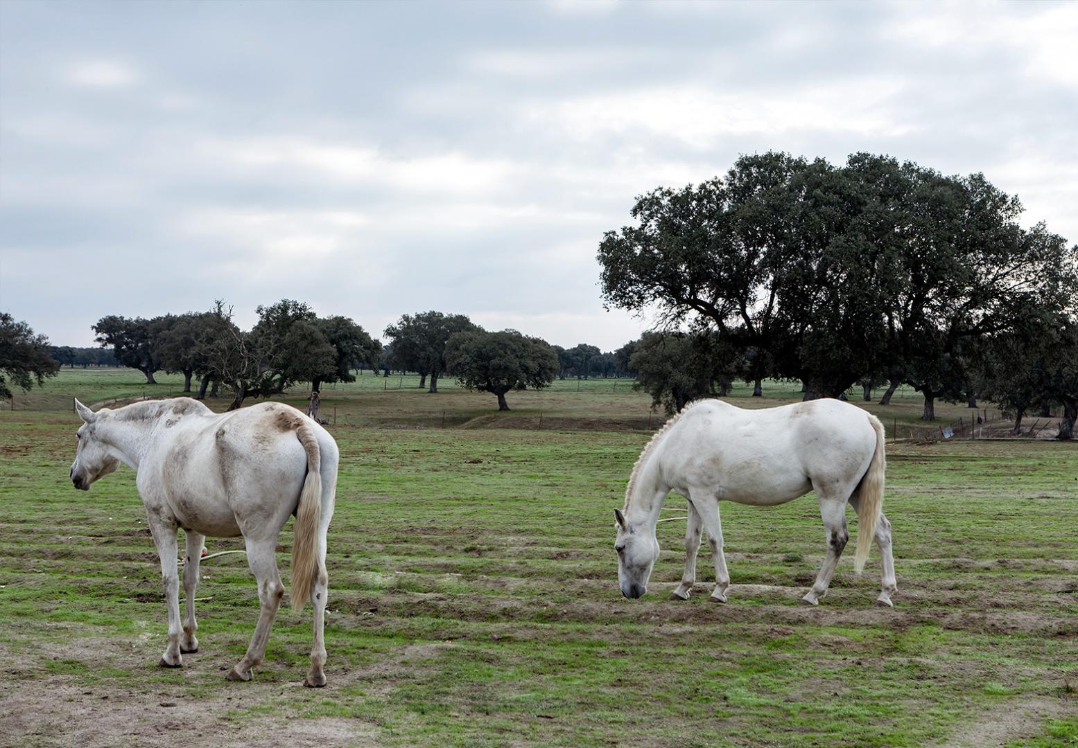 Tips for managing mud in the winter horses