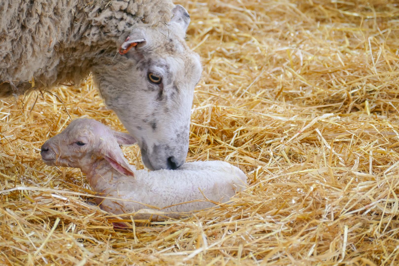 Tips for a profitable lambing season