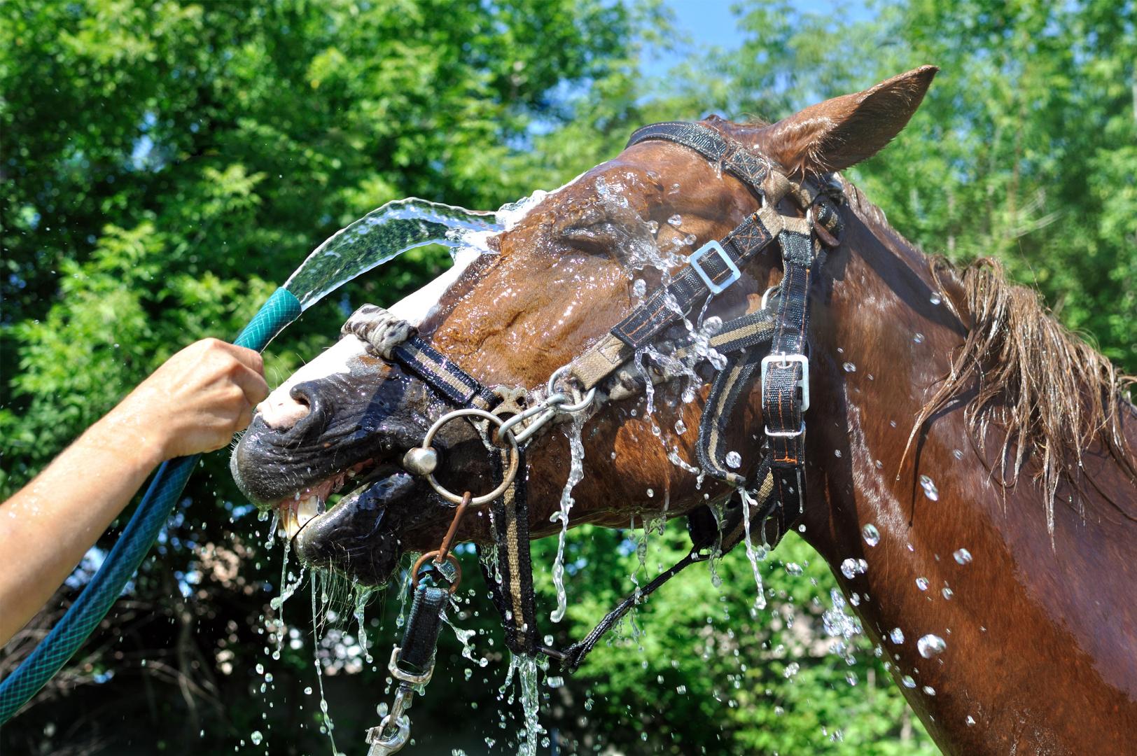 How to cool off horses most effectively