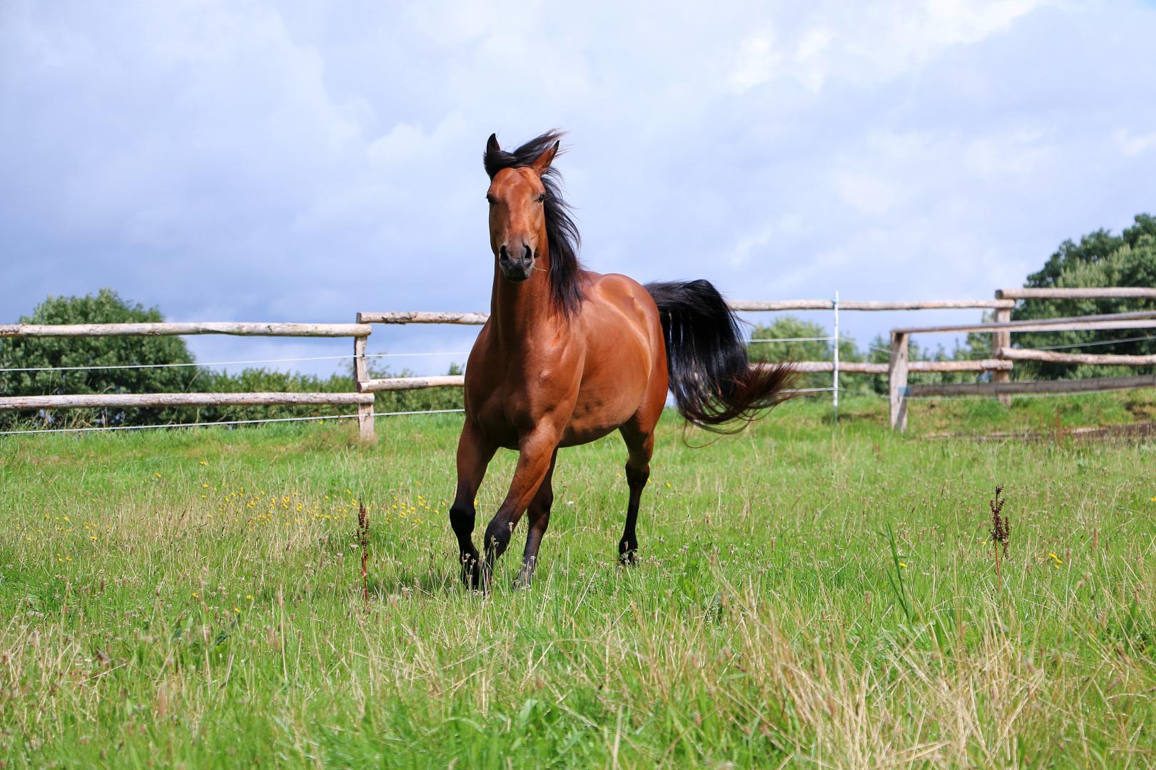 How the seasons can affect our horses