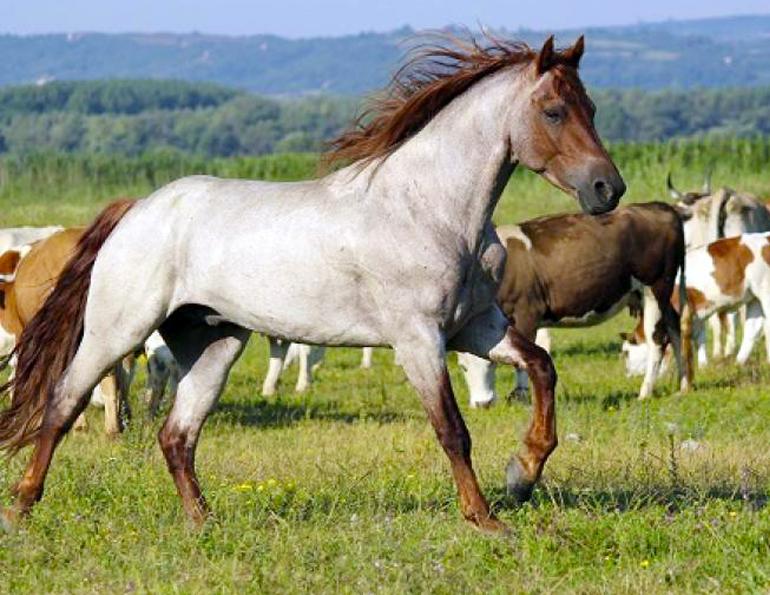 15 extraordinary facts about horses