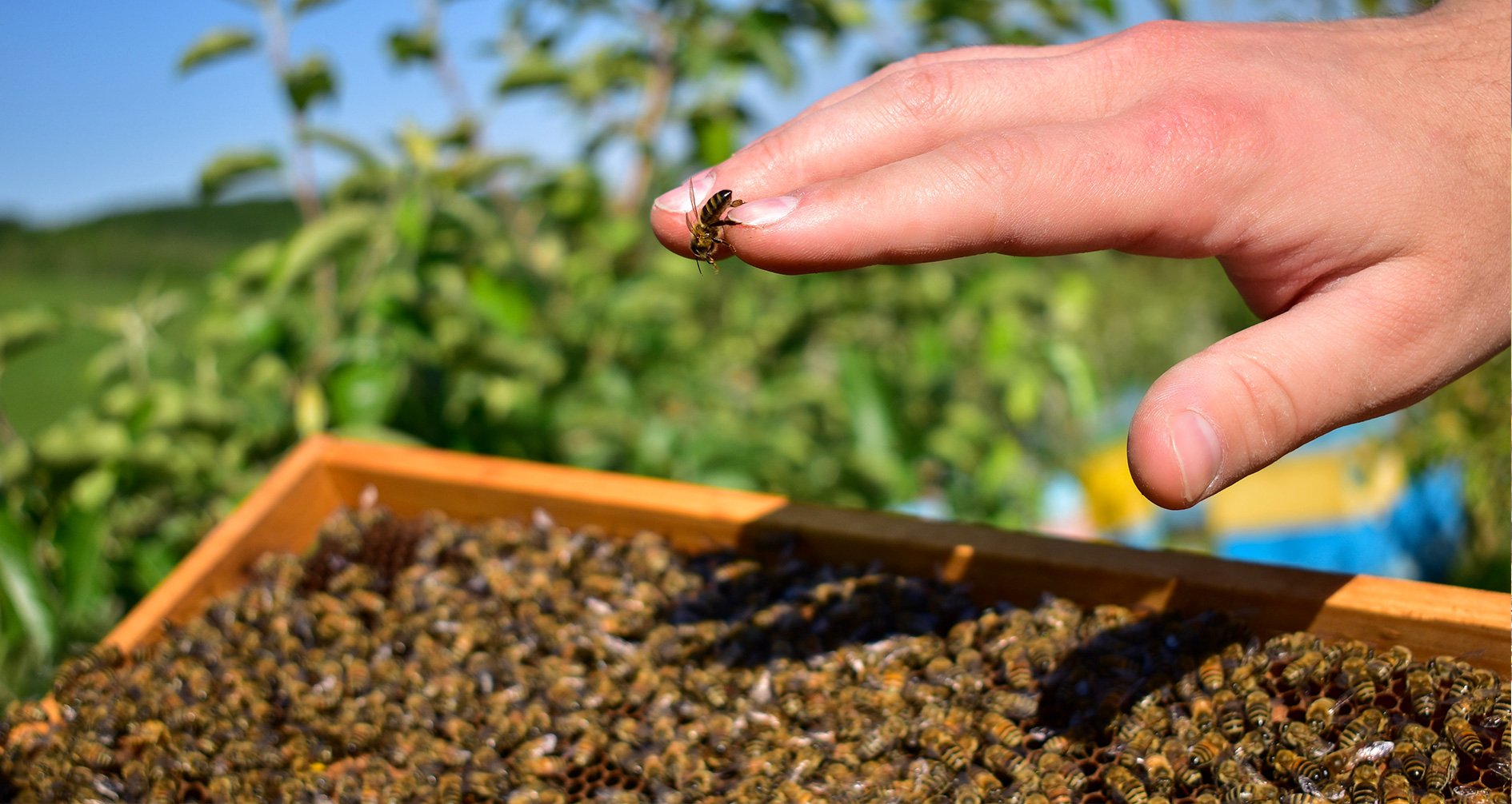 Australian agriculture benefits from bees