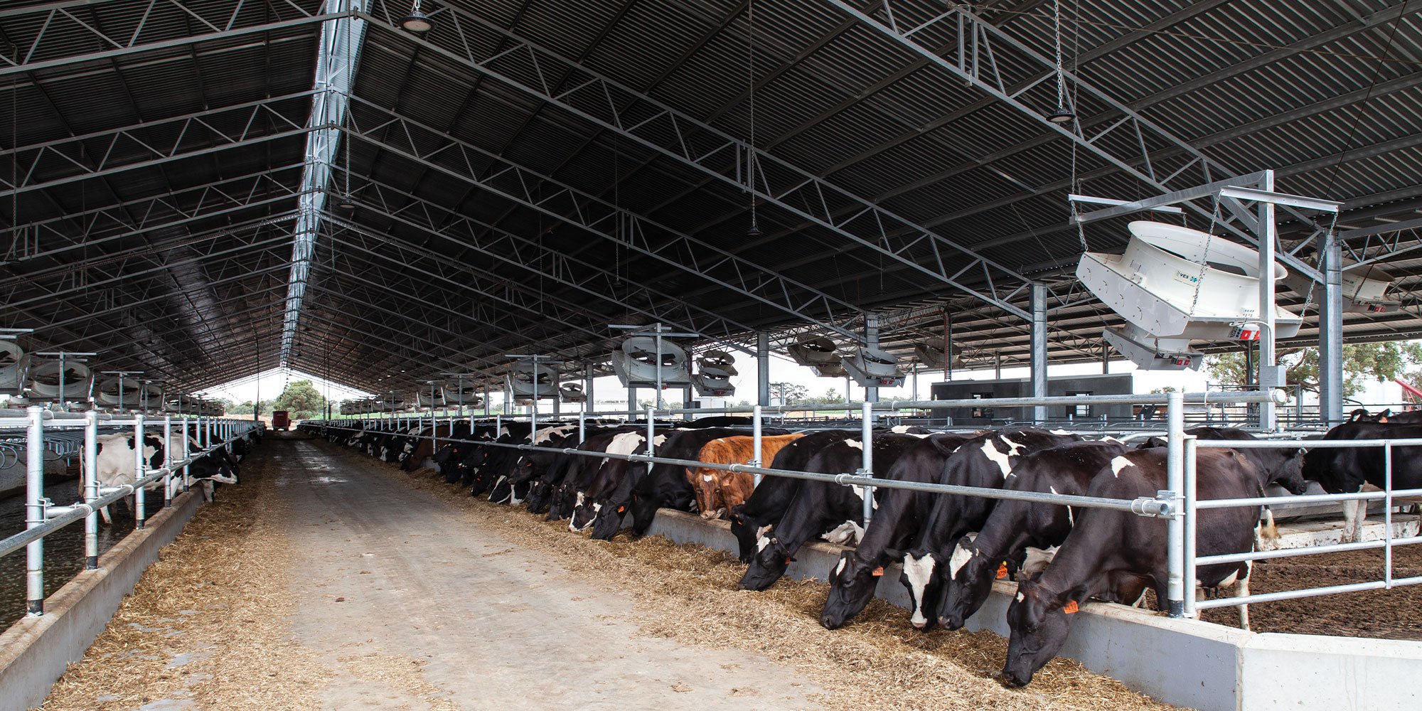 Six things to consider when building a dairy barn