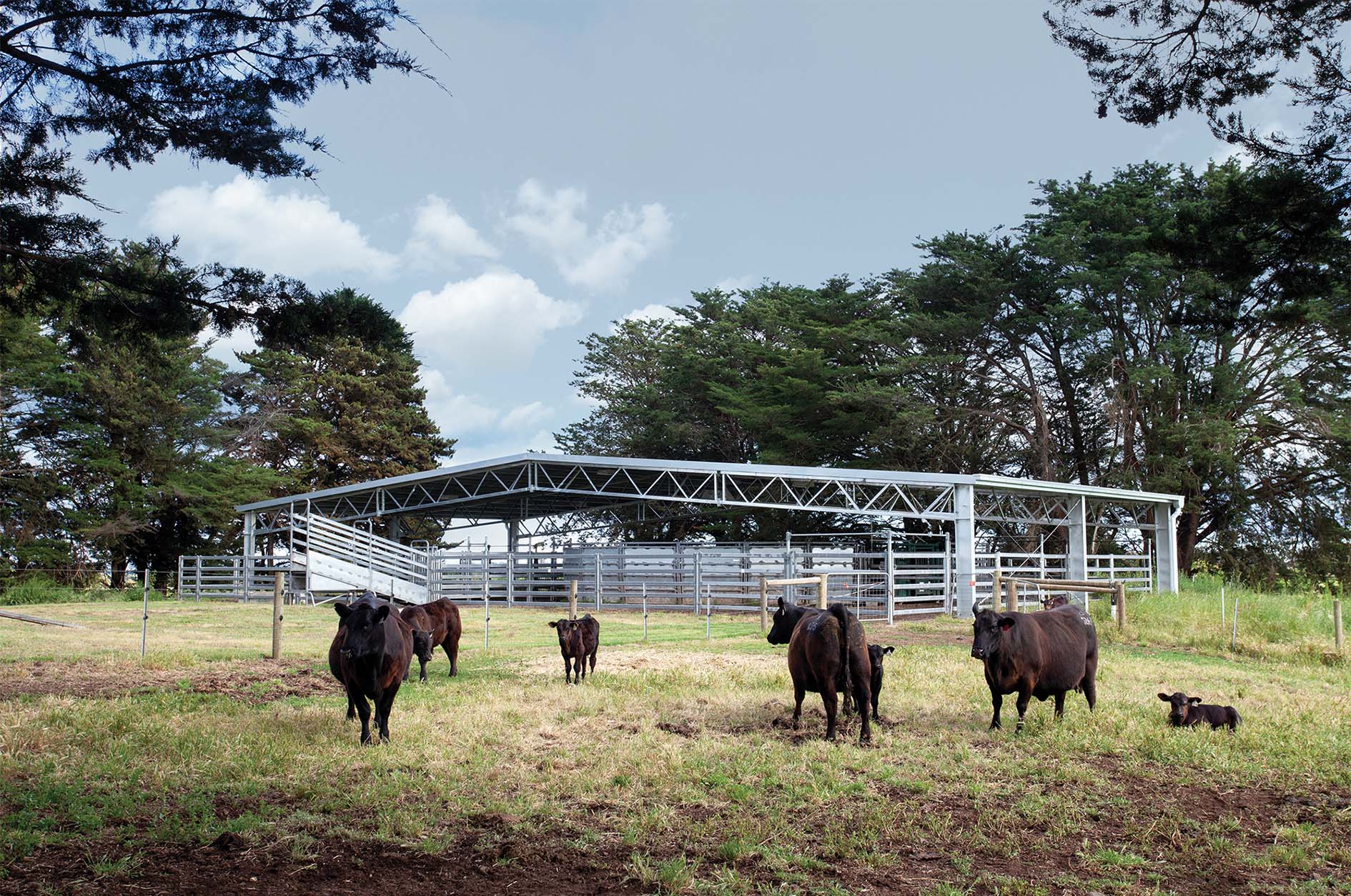 Adamaluca Angus cattle yards cover
