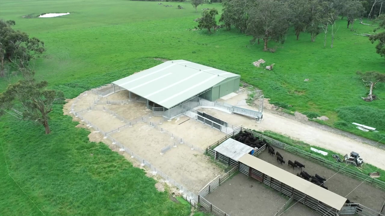 Buffalo shearing shed and yard cover-thumb